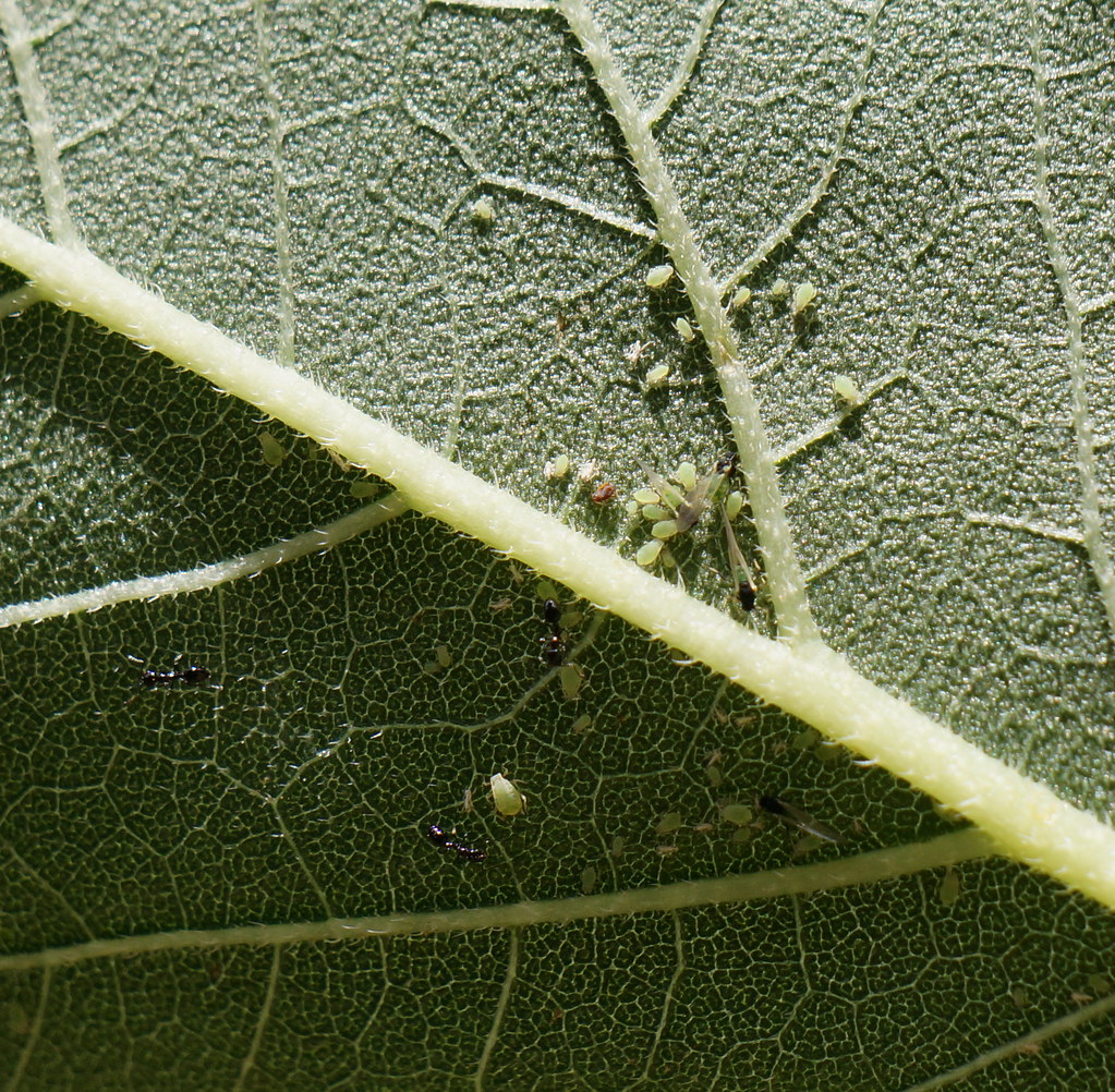 What You Need To Know About Spider Veins