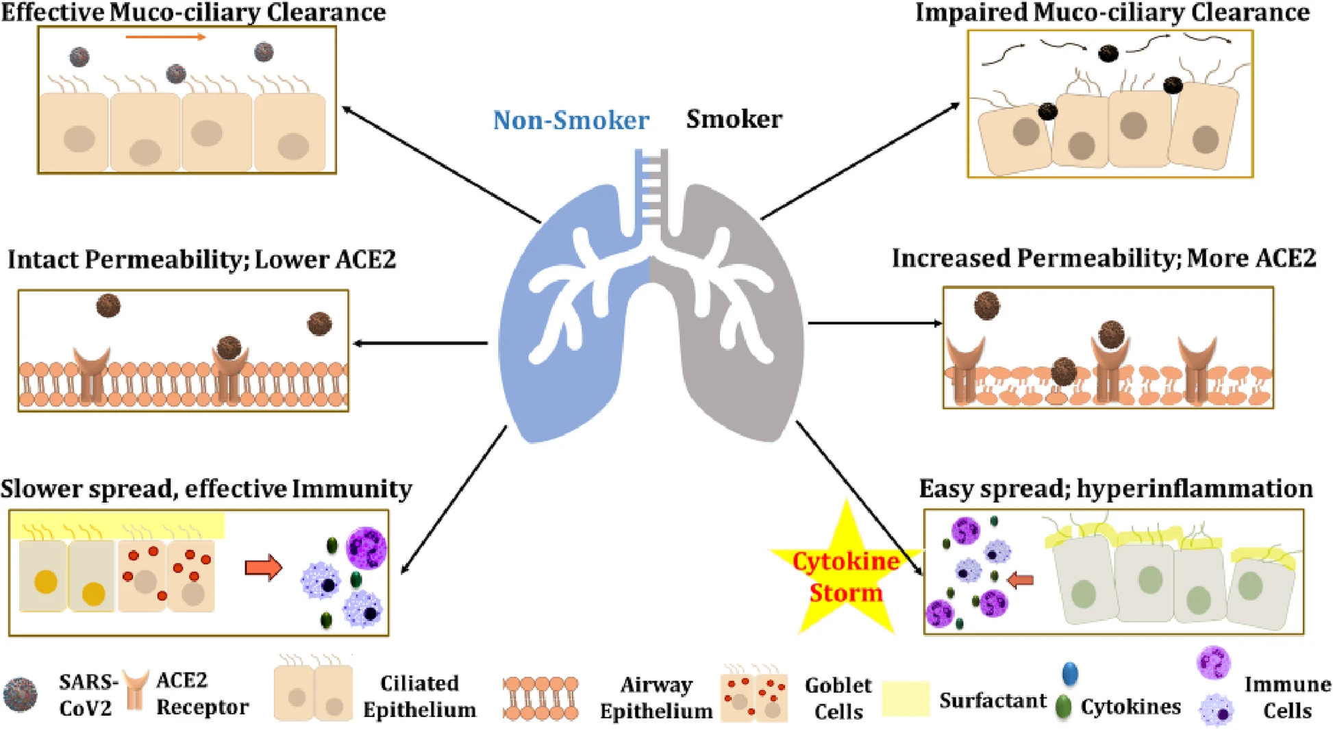 How Does the Immune System Protect the Body From Disease?